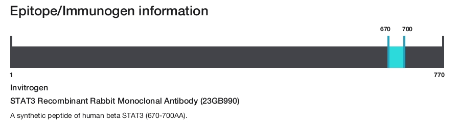 STAT3 Recombinant Rabbit Monoclonal Antibody (23GB990)