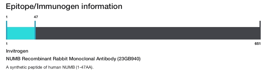 NUMB Recombinant Rabbit Monoclonal Antibody (23GB940)