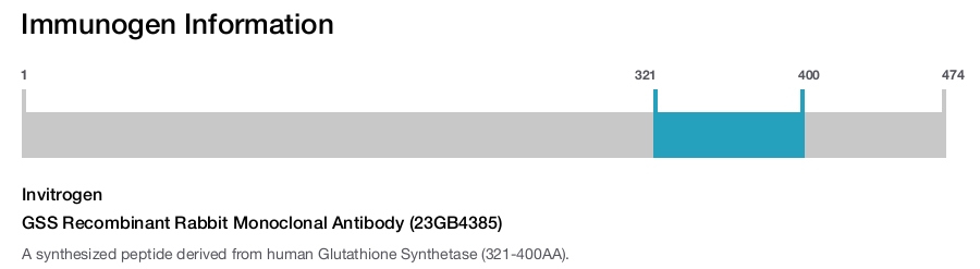 GSS Recombinant Rabbit Monoclonal Antibody (23GB4385)