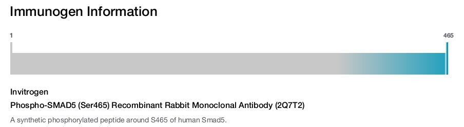 Phospho-SMAD5 (Ser465) Recombinant Rabbit Monoclonal Antibody (2Q7T2)