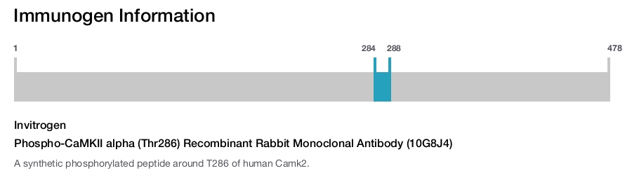 Phospho-CaMKII alpha (Thr286) Recombinant Rabbit Monoclonal Antibody (10G8J4)