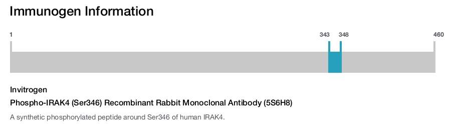 Phospho-IRAK4 (Ser346) Recombinant Rabbit Monoclonal Antibody (5S6H8)