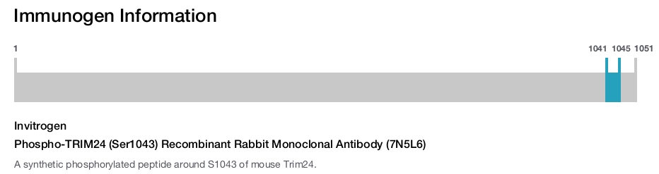 Phospho-TRIM24 (Ser1043) Recombinant Rabbit Monoclonal Antibody (7N5L6)