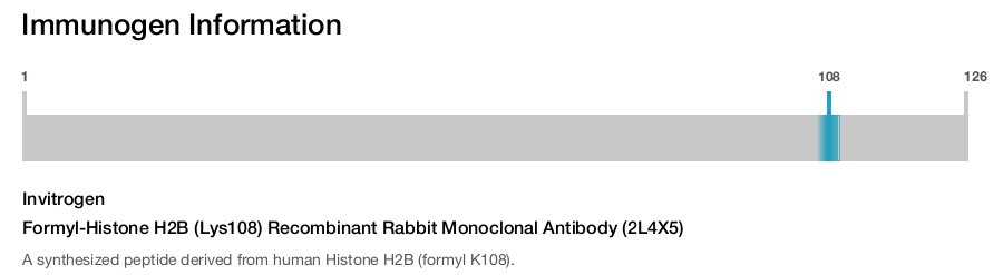 Formyl-Histone H2B (Lys108) Recombinant Rabbit Monoclonal Antibody (2L4X5)