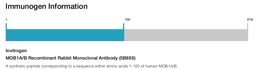 MOB1A/B Recombinant Rabbit Monoclonal Antibody (5B8X6)