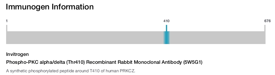 Phospho-PKC alpha/delta (Thr410) Recombinant Rabbit Monoclonal Antibody (5W5G1)