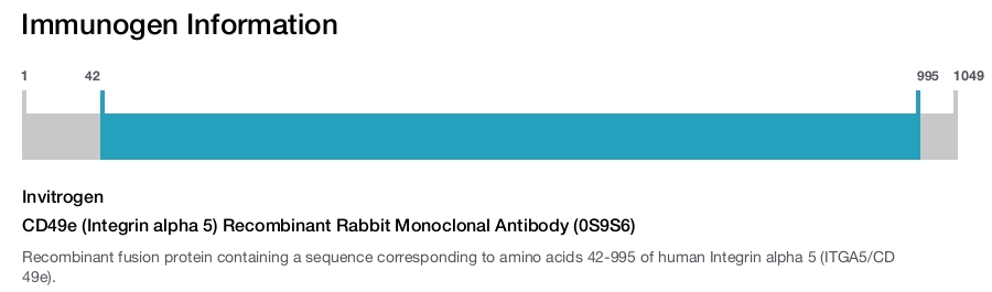 CD49e (Integrin alpha 5) Recombinant Rabbit Monoclonal Antibody (0S9S6)