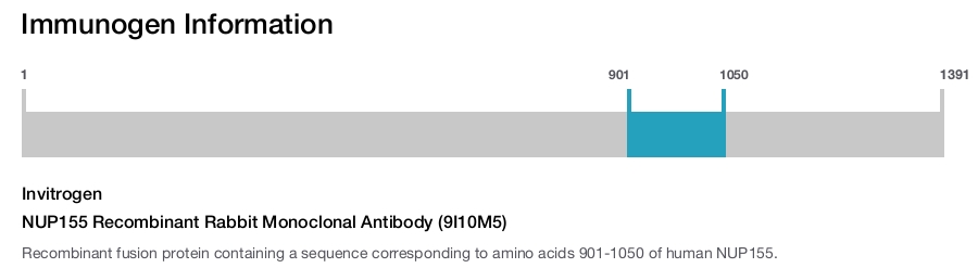 NUP155 Recombinant Rabbit Monoclonal Antibody (9I10M5)
