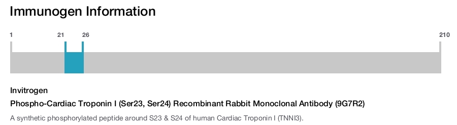Phospho-Cardiac Troponin I (Ser23, Ser24) Recombinant Rabbit Monoclonal Antibody (9G7R2)
