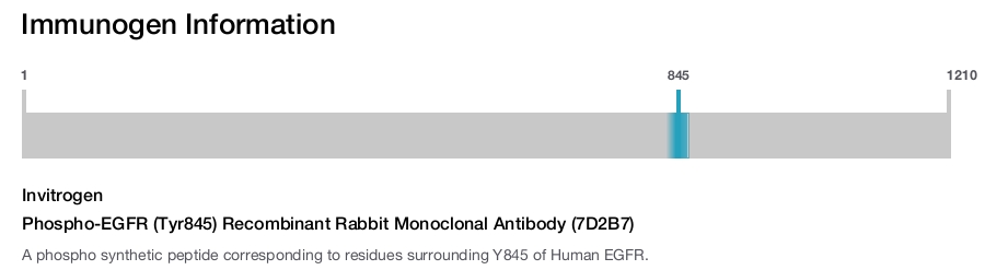 Phospho-EGFR (Tyr845) Recombinant Rabbit Monoclonal Antibody (7D2B7)