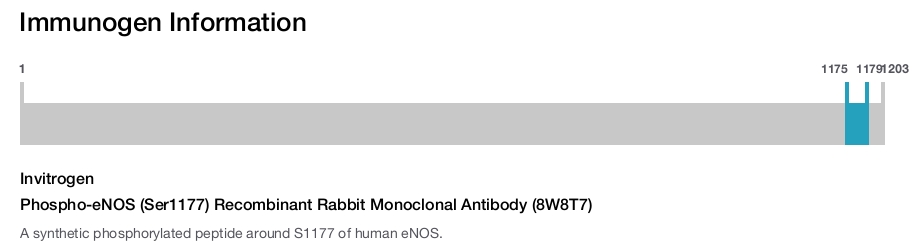 Phospho-eNOS (Ser1177) Recombinant Rabbit Monoclonal Antibody (8W8T7)