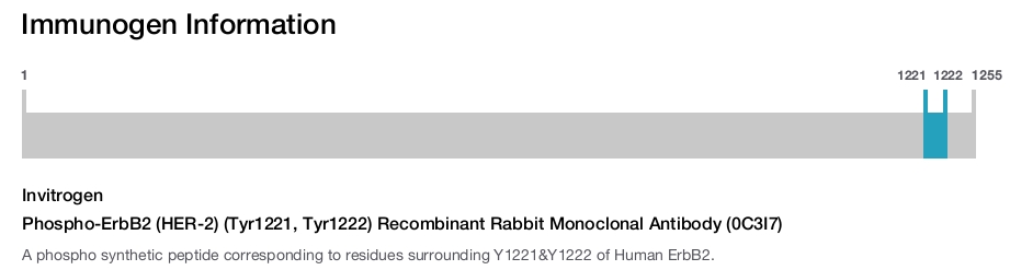 Phospho-ErbB2 (HER-2) (Tyr1221, Tyr1222) Recombinant Rabbit Monoclonal Antibody (0C3I7)