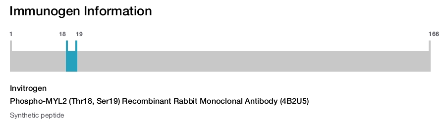 Phospho-MYL2 (Thr18, Ser19) Recombinant Rabbit Monoclonal Antibody (4B2U5)