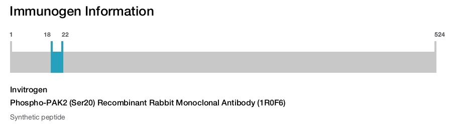 Phospho-PAK2 (Ser20) Recombinant Rabbit Monoclonal Antibody (1R0F6)