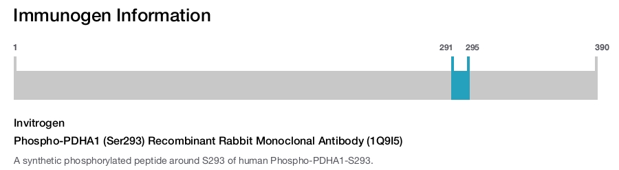 Phospho-PDHA1 (Ser293) Recombinant Rabbit Monoclonal Antibody (1Q9I5)