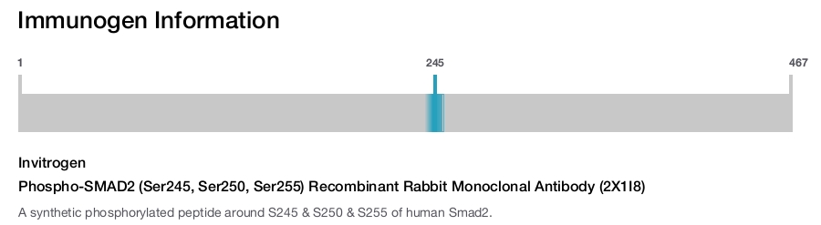 Phospho-SMAD2 (Ser245, Ser250, Ser255) Recombinant Rabbit Monoclonal Antibody (2X1I8)