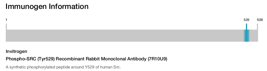 Phospho-SRC (Tyr529) Recombinant Rabbit Monoclonal Antibody (7R10U9)
