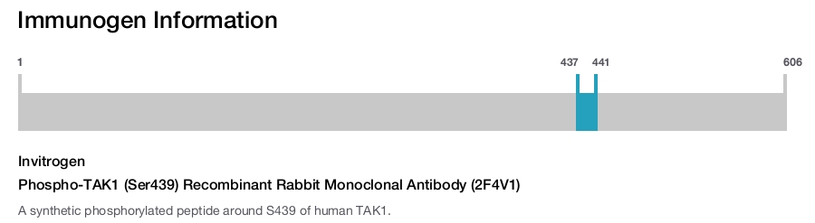 Phospho-TAK1 (Ser439) Recombinant Rabbit Monoclonal Antibody (2F4V1)