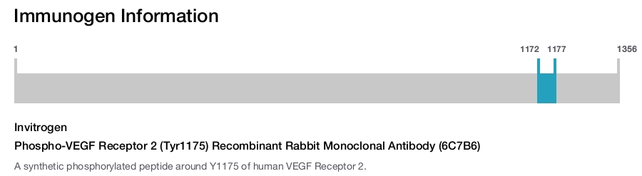 Phospho-VEGF Receptor 2 (Tyr1175) Recombinant Rabbit Monoclonal Antibody (6C7B6)