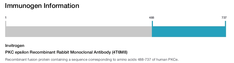 PKC epsilon Recombinant Rabbit Monoclonal Antibody (4T6M8)