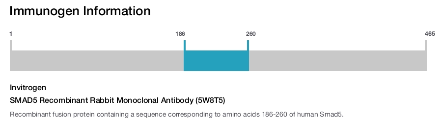 SMAD5 Recombinant Rabbit Monoclonal Antibody (5W8T5)