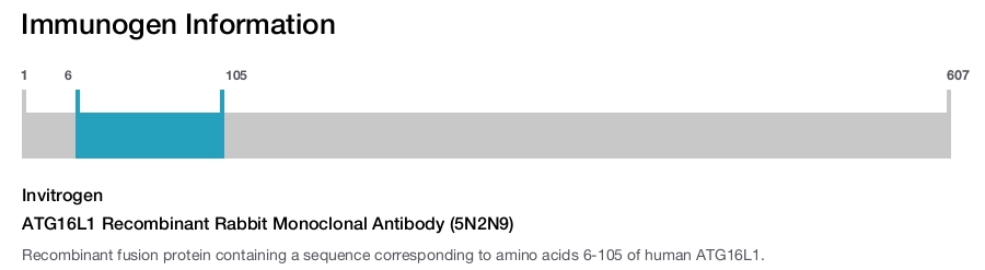 ATG16L1 Recombinant Rabbit Monoclonal Antibody (5N2N9)
