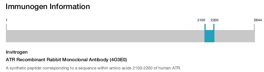 ATR Recombinant Rabbit Monoclonal Antibody (4O3E0)