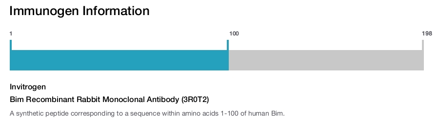 Bim Recombinant Rabbit Monoclonal Antibody (3R0T2)
