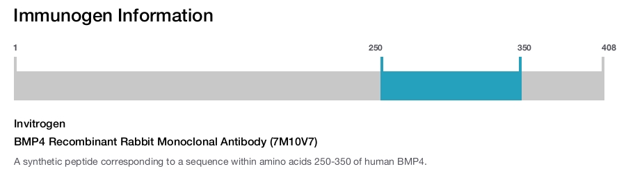 BMP4 Recombinant Rabbit Monoclonal Antibody (7M10V7)