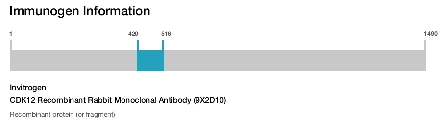 CDK12 Recombinant Rabbit Monoclonal Antibody (9X2D10)
