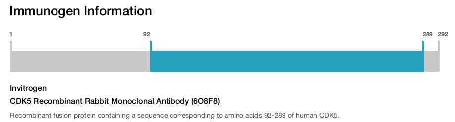 CDK5 Recombinant Rabbit Monoclonal Antibody (6O8F8)