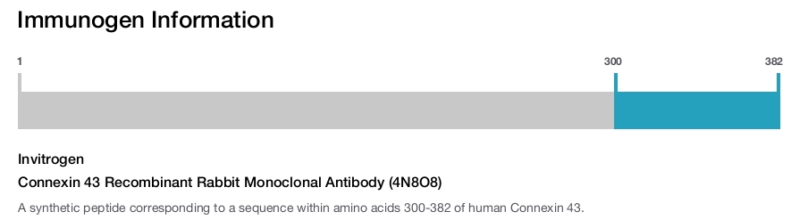 Connexin 43 Recombinant Rabbit Monoclonal Antibody (4N8O8)