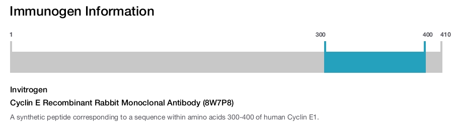 Cyclin E Recombinant Rabbit Monoclonal Antibody (8W7P8)