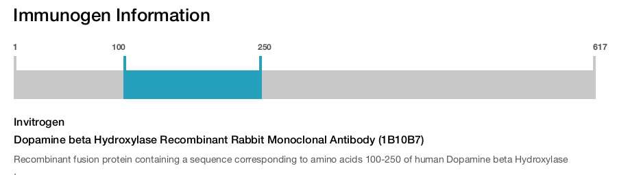 Dopamine beta Hydroxylase Recombinant Rabbit Monoclonal Antibody (1B10B7)
