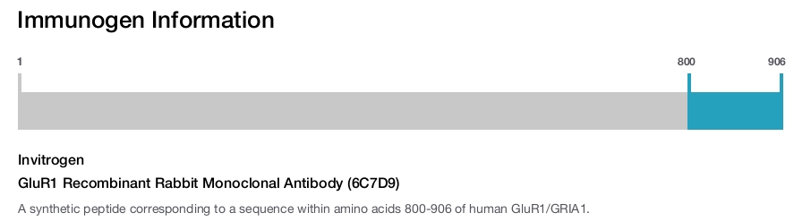 GluR1 Recombinant Rabbit Monoclonal Antibody (6C7D9)