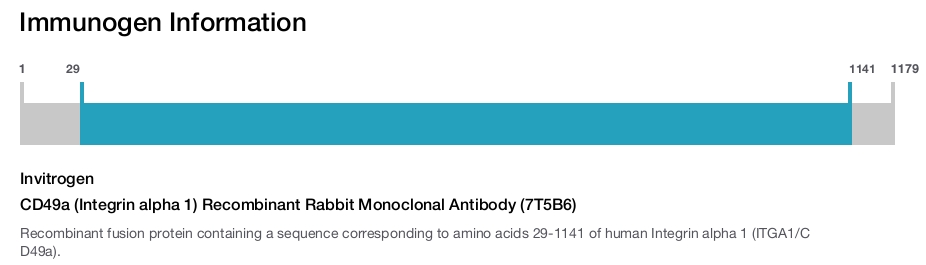 CD49a (Integrin alpha 1) Recombinant Rabbit Monoclonal Antibody (7T5B6)