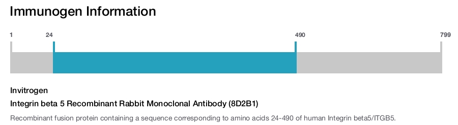 Integrin beta 5 Recombinant Rabbit Monoclonal Antibody (8D2B1)