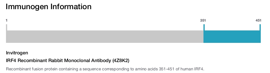 IRF4 Recombinant Rabbit Monoclonal Antibody (4Z8K2)