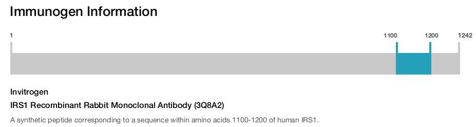 IRS1 Recombinant Rabbit Monoclonal Antibody (3Q8A2)