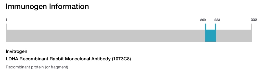 LDHA Recombinant Rabbit Monoclonal Antibody (10T3C8)