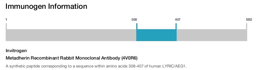 Metadherin Recombinant Rabbit Monoclonal Antibody (4V0R6)
