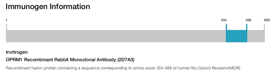 OPRM1 Recombinant Rabbit Monoclonal Antibody (2D7A3)
