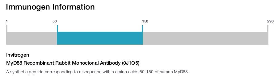 MyD88 Recombinant Rabbit Monoclonal Antibody (0J1O5)