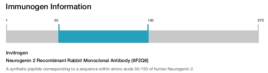 Neurogenin 2 Recombinant Rabbit Monoclonal Antibody (8F2Q8)