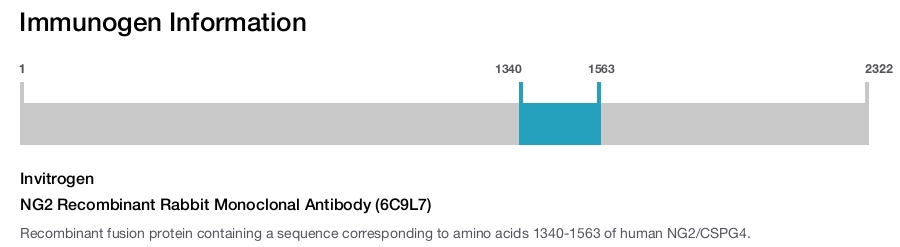NG2 Recombinant Rabbit Monoclonal Antibody (6C9L7)