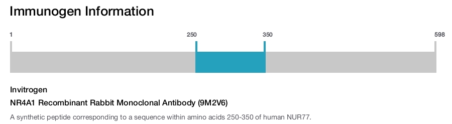 NR4A1 Recombinant Rabbit Monoclonal Antibody (9M2V6)