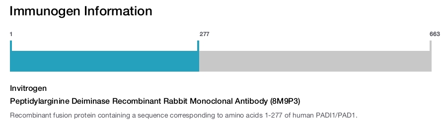 Peptidylarginine Deiminase Recombinant Rabbit Monoclonal Antibody (8M9P3)