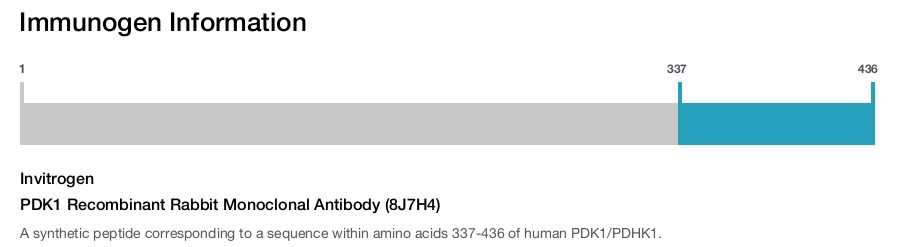 PDK1 Recombinant Rabbit Monoclonal Antibody (8J7H4)