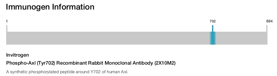 Phospho-Axl (Tyr702) Recombinant Rabbit Monoclonal Antibody (2X10M2)
