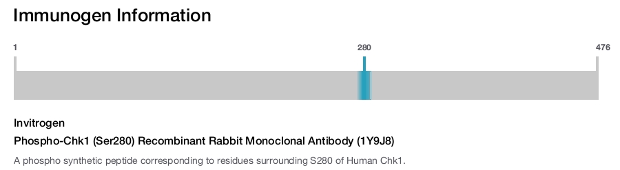 Phospho-Chk1 (Ser280) Recombinant Rabbit Monoclonal Antibody (1Y9J8)